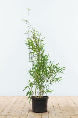 Bambou / Fargesia Nitida