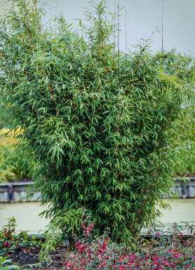 Bambou cespiteux Fargesia nitida Haie 100-125 Motte