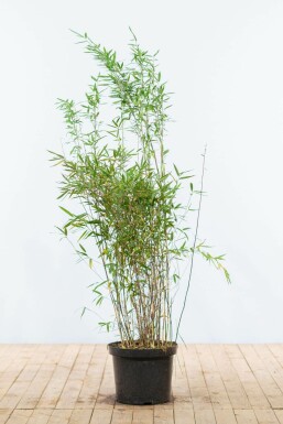 Bambou cespiteux Fargesia nitida Haie 125-150 Motte