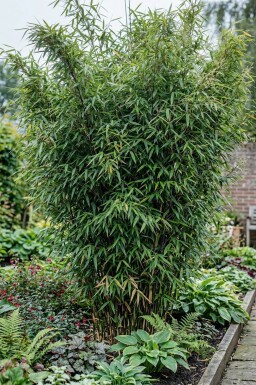 Bambou / Fargesia Nitida 125-150 cm - Pot