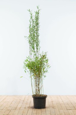 Bambou cespiteux Fargesia nitida Haie 150-175 Motte