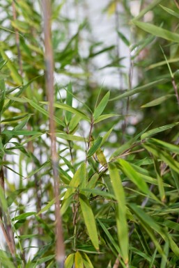 Bambou cespiteux Fargesia nitida Haie 150-175 Motte