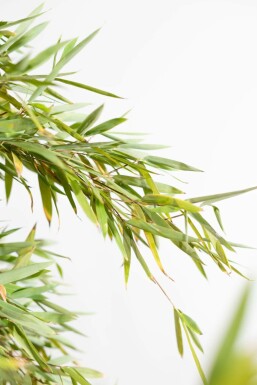 Bambou cespiteux Fargesia nitida Haie 175-200 Motte Bambou / Fargesia Nitida 175-200 cm