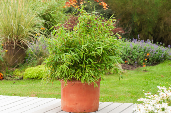 Fargesia Fargesia rufa Haie 125-150 Motte Bambou / Fargesia Rufa 125-150 cm