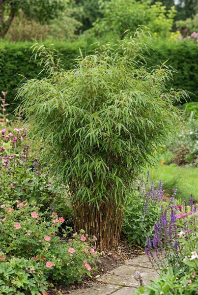 Bambou / Fargesia Rufa 125-150 cm - Motte