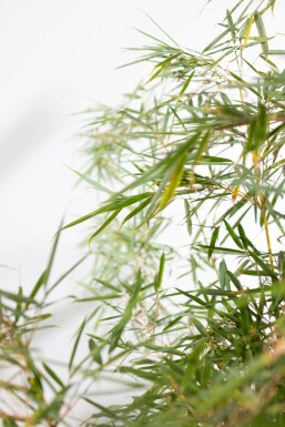 Bambou / Fargesia Robusta Campbell 100-125 cm - Pot