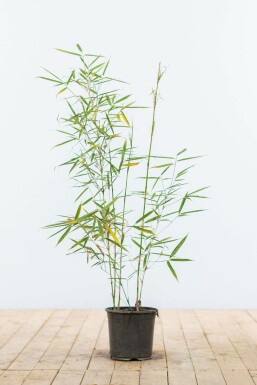 Bambou / Fargesia Robusta Campbell