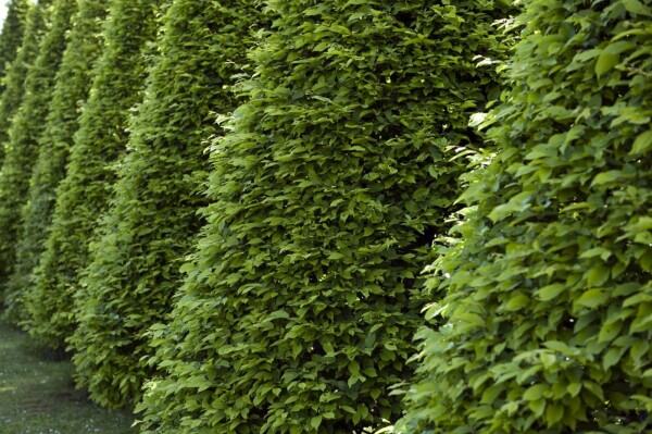 Hêtre Commun Fagus Sylvatica P9 30-40 cm