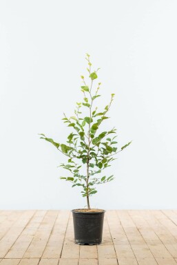 Hêtre des forêts Fagus sylvatica Haie 60-80 Pot Hêtre Commun Fagus Sylvatica 60-80 cm