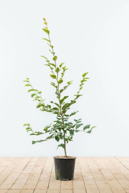 Hêtre des forêts Fagus sylvatica Haie 80-100 Pot Hêtre Commun Fagus Sylvatica 80-100 cm