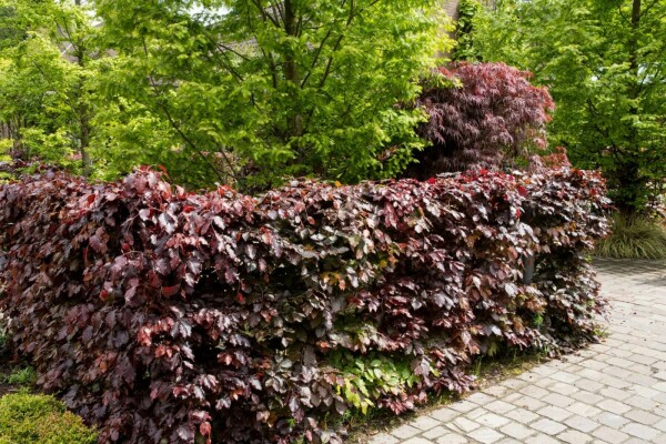 Hêtre des forêts Fagus sylvatica 'Atropunicea' 40-60 Pot 9x9 cm (P9) Hêtre Pourpre Fagus Sylvatica Purpurea P9 40-60 cm