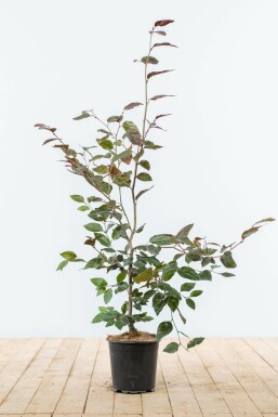 Hêtre des forêts Fagus sylvatica 'Atropunicea' Haie 80-100 Pot Hêtre Pourpre Fagus Sylvatica Purpurea 80-100 cm