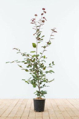 Hêtre des forêts Fagus sylvatica 'Atropunicea' Haie 100-125 Pot Hêtre Pourpre Fagus Sylvatica Purpurea 100-125 cm