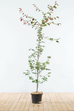 Hêtre des forêts Fagus sylvatica 'Atropunicea' Haie 150-175 Pot Hêtre Pourpre Fagus Sylvatica Purpurea 150-175 cm