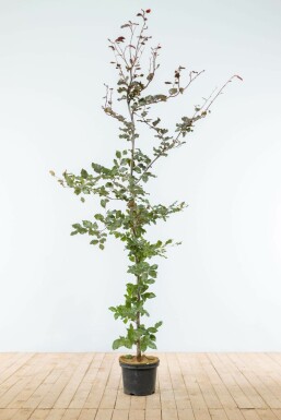 Hêtre des forêts Fagus sylvatica 'Atropunicea' Haie 175-200 Pot