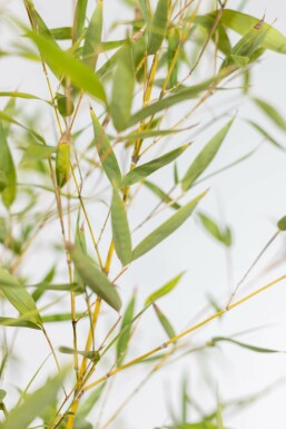 Phyllostachys doré Phyllostachys aurea Haie 60-80 Pot Bambou / Phyllostachys Aurea 60-80 cm