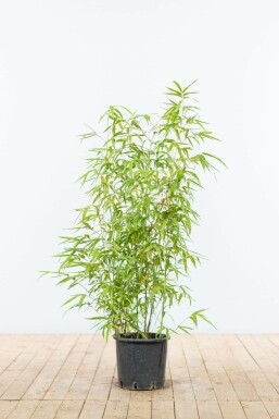 Phyllostachys doré Phyllostachys aurea Haie 80-100 Pot Bambou / Phyllostachys Aurea 80-100 cm