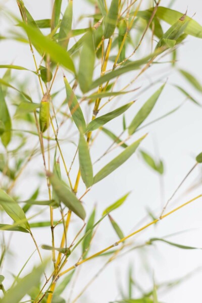 Phyllostachys doré Phyllostachys aurea Haie 80-100 Pot Bambou / Phyllostachys Aurea 80-100 cm