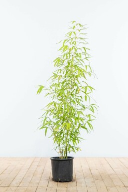 Bambou / Phyllostachys Aurea