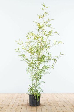 Phyllostachys doré Phyllostachys aurea Haie 125-150 Pot Bambou / Phyllostachys Aurea 125-150 cm