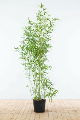 Phyllostachys doré Phyllostachys aurea Haie 150-175 Pot Bambou / Phyllostachys Aurea 150-175 cm