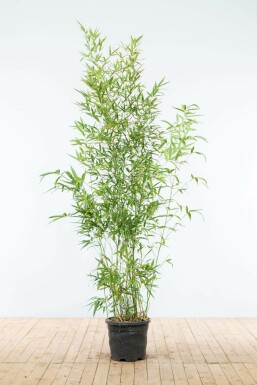 Phyllostachys doré Phyllostachys aurea Haie 175-200 Pot Bambou / Phyllostachys Aurea 175-200 cm