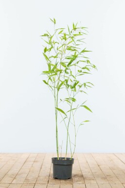 Phyllostachys Phyllostachys bissetii Haie 60-80 Pot Bambou / Phyllostachys Bissetii 60-80 cm