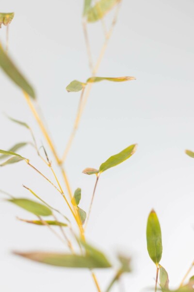 Phyllostachys Phyllostachys bissetii Haie 60-80 Pot Bambou / Phyllostachys Bissetii 60-80 cm