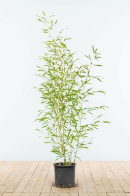 Phyllostachys Phyllostachys bissetii Haie 80-100 Pot Bambou / Phyllostachys Bissetii 80-100 cm