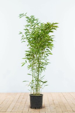 Bambou / Phyllostachys Bissetii