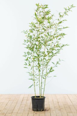 Phyllostachys Phyllostachys bissetii Haie 120-140 Pot Bambou / Phyllostachys Bissetii 120-140 cm