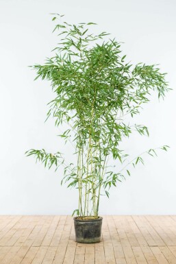 Bambou / Phyllostachys Bissetii