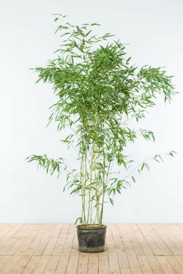 Phyllostachys Phyllostachys bissetii Haie 150-175 Pot Bambou / Phyllostachys Bissetii 150-175 cm