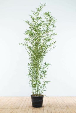 Phyllostachys Phyllostachys bissetii Haie 175-200 Pot Bambou / Phyllostachys Bissetii 175-200 cm