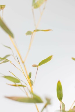 Phyllostachys Phyllostachys bissetii Haie 175-200 Pot Bambou / Phyllostachys Bissetii 175-200 cm