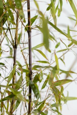 Phyllostachys noir Phyllostachys nigra Haie 100-125 Pot Bambou Noir / Phyllostachys Nigra 100-125 cm