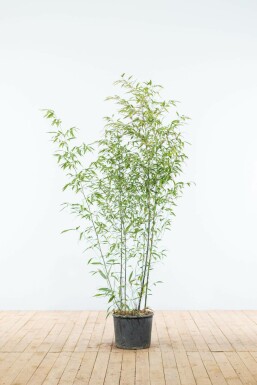 Bambou Noir / Phyllostachys Nigra