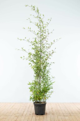 Phyllostachys noir Phyllostachys nigra Haie 175-200 Pot Bambou Noir / Phyllostachys Nigra 175-200 cm