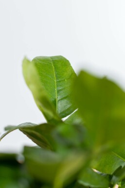 Limettier Citrus × aurantiifolia 'Lime Verde' Mini-tige 20-30 Pot