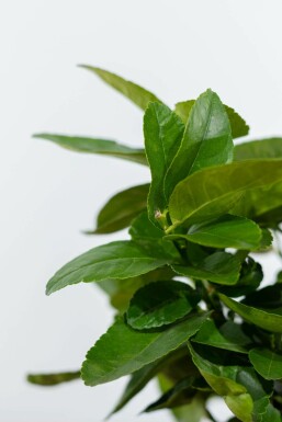 Limettier Citrus × aurantiifolia 'Lime Verde' Mini-tige 60-80 Pot