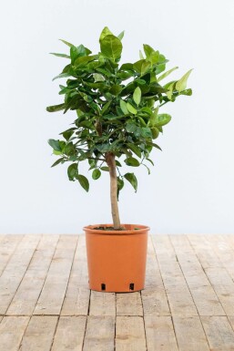 Clémentinier Citrus × clementina Mini-tige 40-60 Pot Clementinenbaum / Citrus Clementine Mini-tige/stipe/tronc 40-60 cm