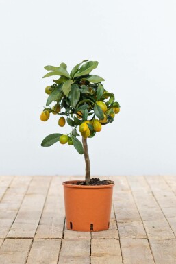 Kumquat de Nagami Fortunella margarita Mini-tige 20-30 Pot Kumquat / Fortunella Margarita Mini-tige/stipe/tronc 20-30 cm