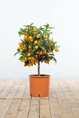 Kumquat de Nagami Fortunella margarita Mini-tige 40-60 Pot Kumquat / Fortunella Margarita Mini-tige/stipe/tronc 40-60 cm