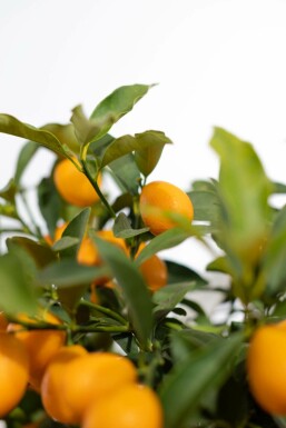 Kumquat de Nagami Fortunella margarita Mini-tige 60-80 Pot Kumquat / Fortunella Margarita Mini-tige/stipe/tronc 60-80 cm