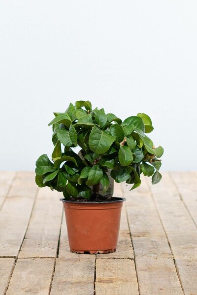 Limonier Citrus × limon Mini-tige 20-30 Pot Citronnier / Citrus Limon Mini-tige/stipe/tronc 20-30 cm