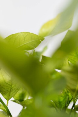 Limonier Citrus × limon Sur tige 20-30 175-200 Pot Citronnier / Citrus Limon Sur tige/stipe/tronc 175-200 cm