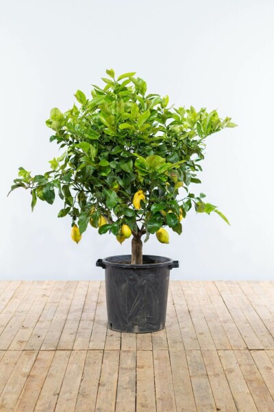 Limonier Citrus × limon Sur tige 30-40 175-200 Pot Citronnier / Citrus Limon Sur tige/stipe/tronc 175-200 cm