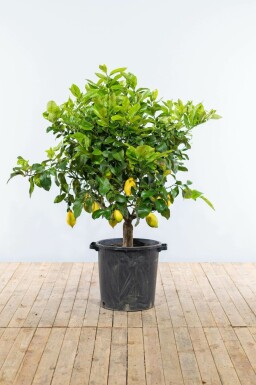 Limonier Citrus × limon Sur tige 30-40 175-200 Pot Citronnier / Citrus Limon Sur tige/stipe/tronc 175-200 cm