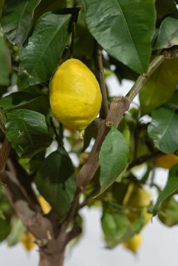 Limonier Citrus × limon Sur tige 40-50 175-200 Pot