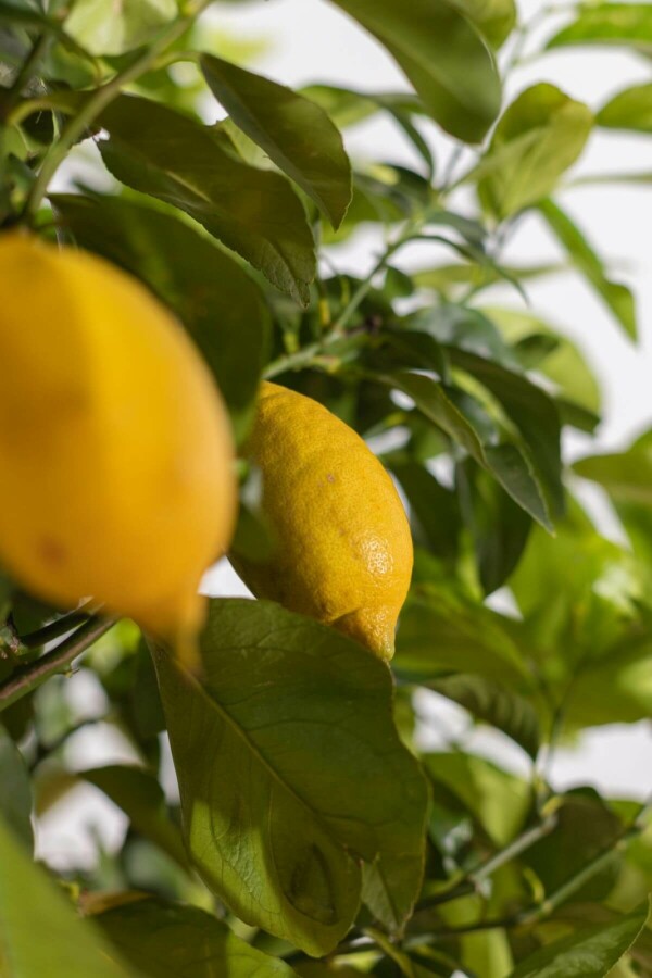 Limonier Citrus × limon Sur tige 5-10 125-150 Pot Citronnier / Citrus Limon Sur tige/stipe/tronc 125-150 cm